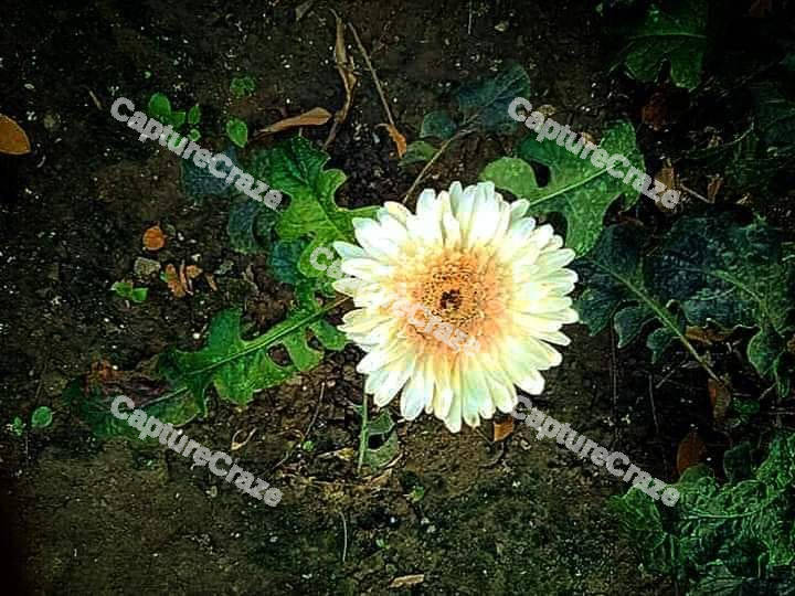 Gerbera Flower